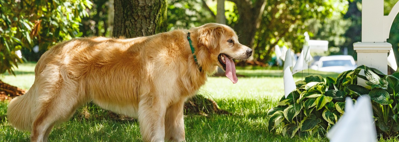 DogWatch of Upstate NY, Otego, New York | Outdoor Hidden Dog Fences Slider Image